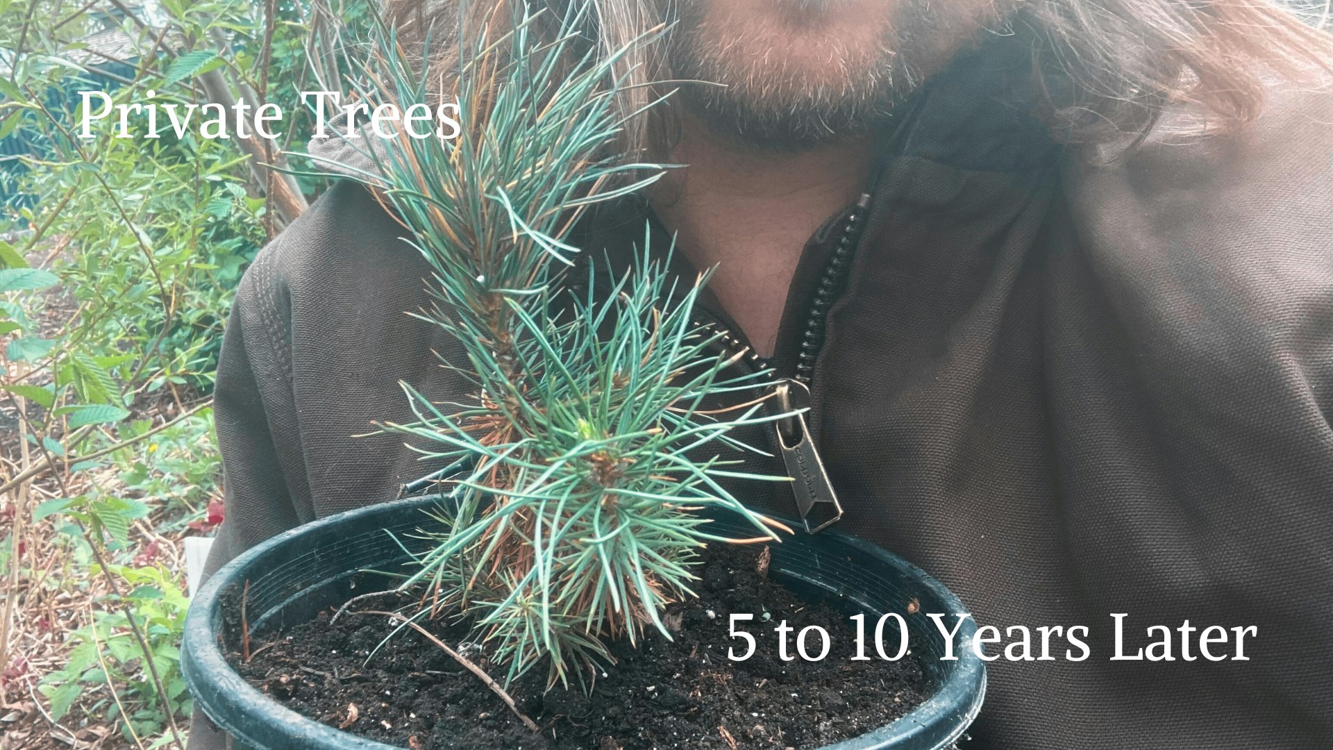 Tree Distribution Process